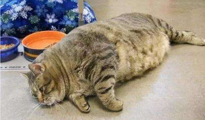 猫咪口臭的原因以及解决方法