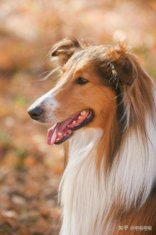 柯利牧羊犬 知乎