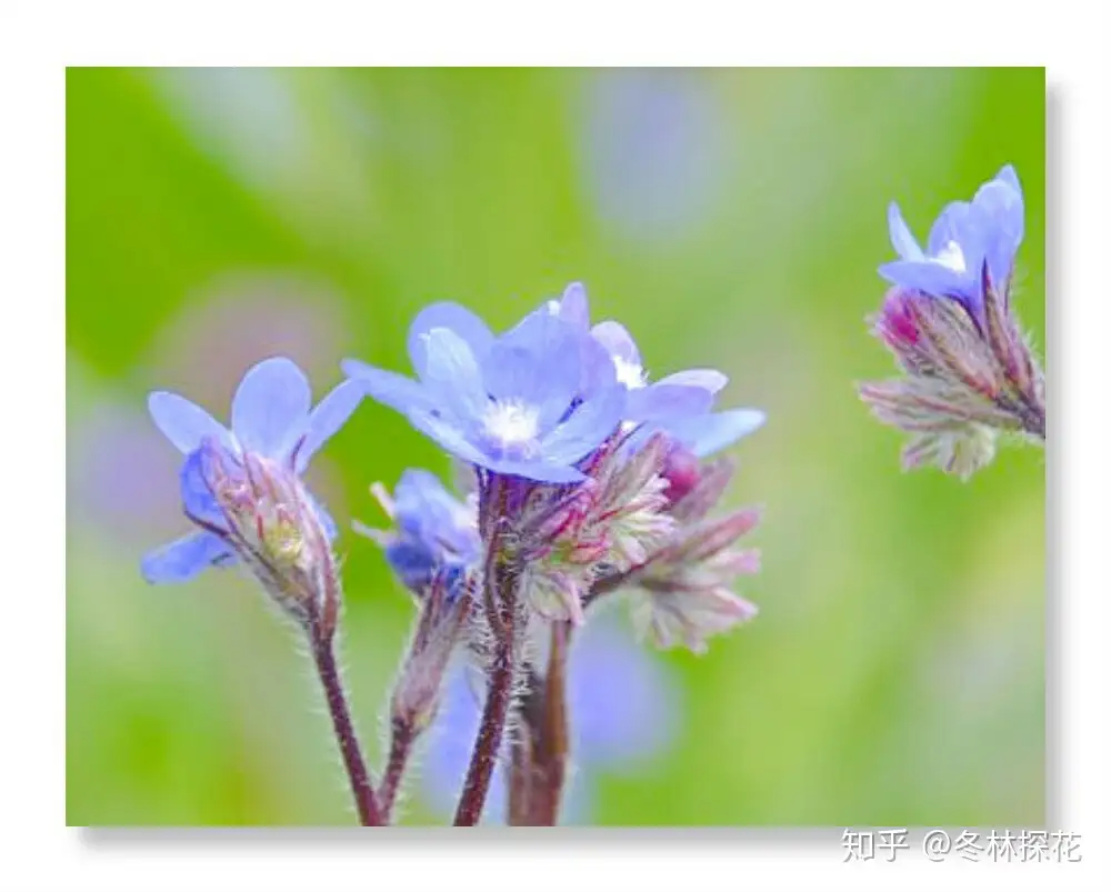 6月17日的生辰花 牛舌草 知乎
