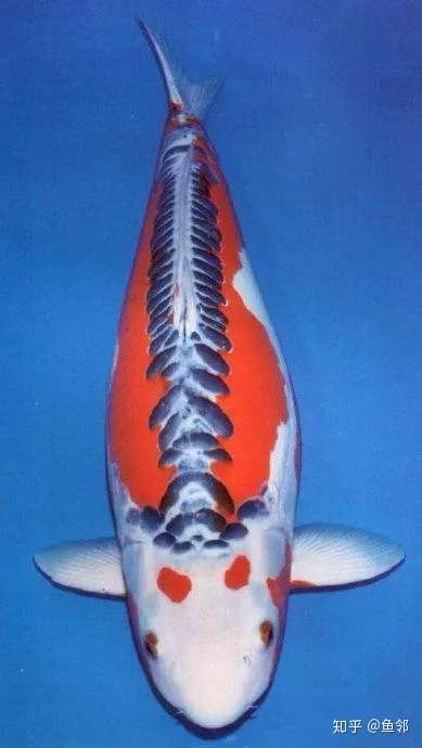 想不到啊 赫赫有名的德国锦鲤祖先竟然是它 知乎