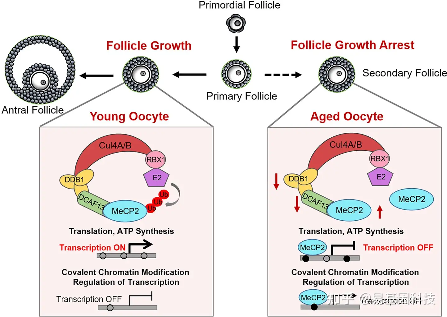 易基因：微量DNA甲基化分析揭示MeCP2在卵子发生和卵巢衰老中的表观遗传调控｜项目文章