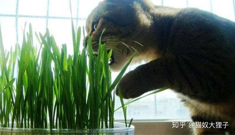 猫草vs化毛膏 您有什么要说的吗 知乎