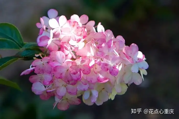 一日三变 花朵为什么会变色 知乎 一日三变 花朵为什么会变色 知乎