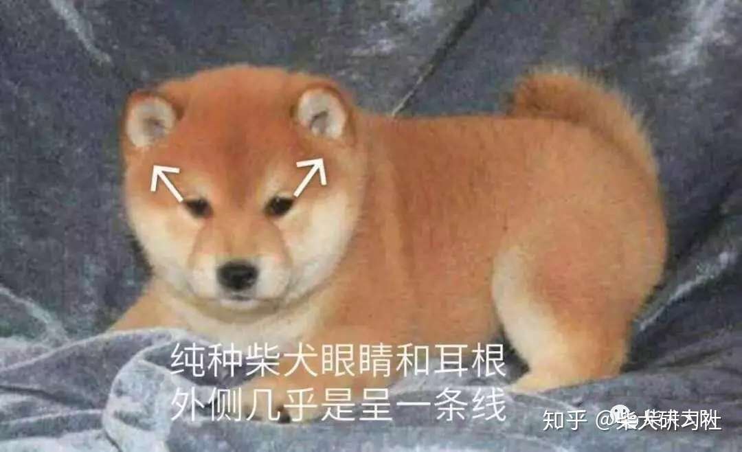 史上最全柴犬挑选攻略 知乎