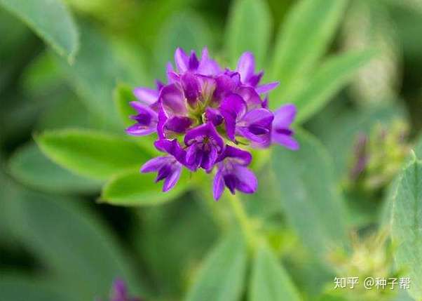 你不知道的植物秘密 为什么说紫花苜蓿是 牧草之王 知乎