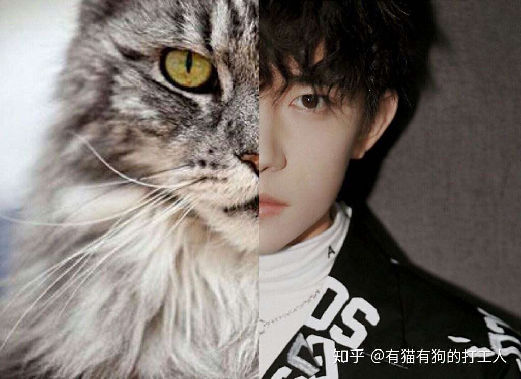 盘点男明星都爱养的6种猫 哪一只性格最好 知乎