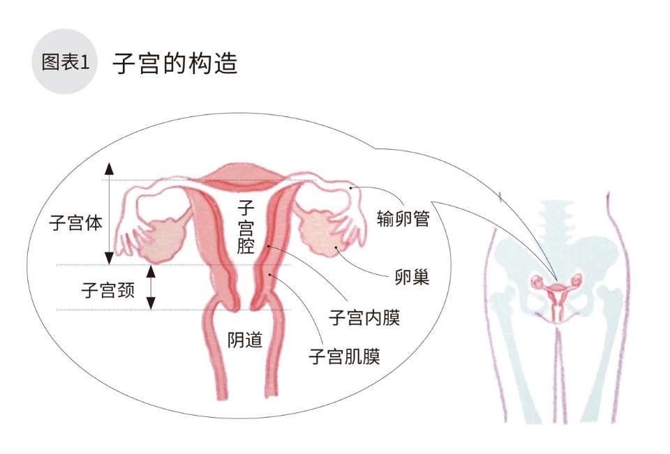 子宮內膜癌分期與存活率一張圖看懂 康健雜誌