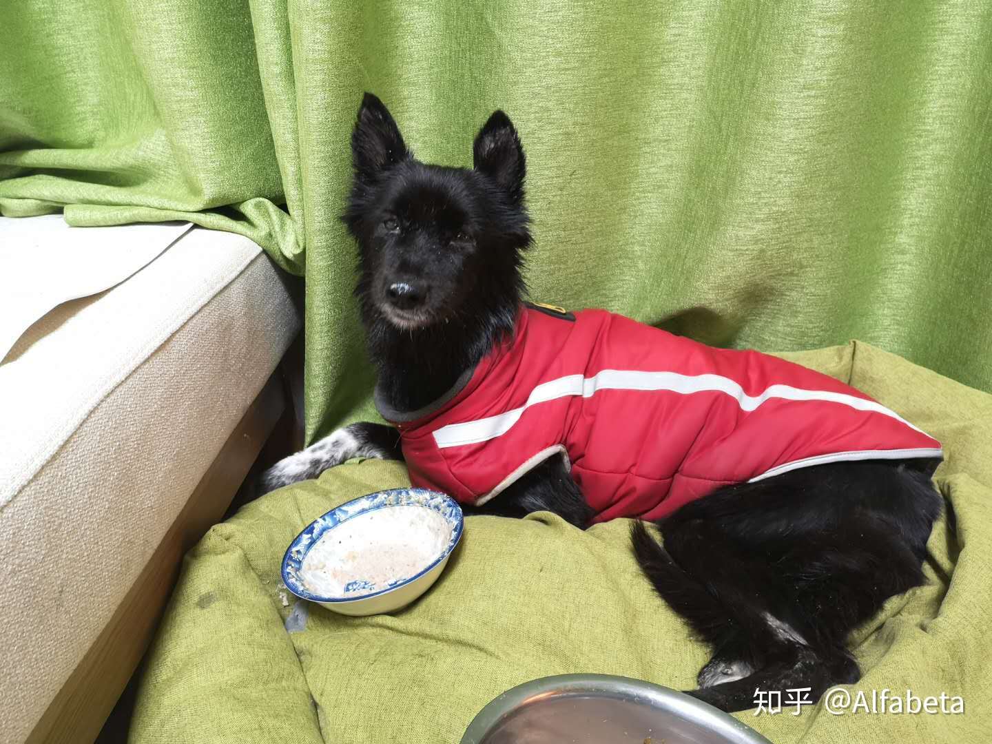 鲜食食谱 肿瘤患犬的膳食方案系列 2 猪肉土豆 知乎