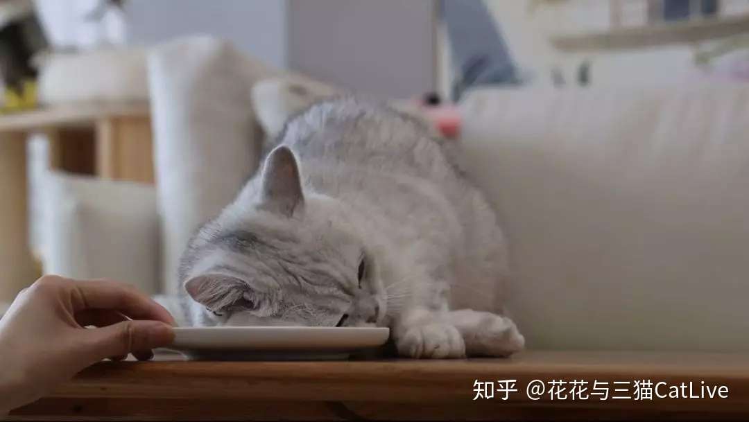 猫咪吃虫瘿果和吃猫薄荷 效果会有什么区别 知乎