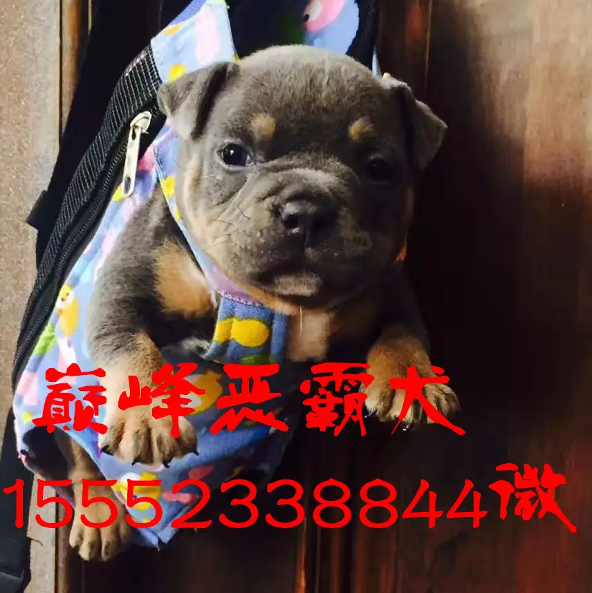 美国恶霸犬价格是多少钱一只 知乎