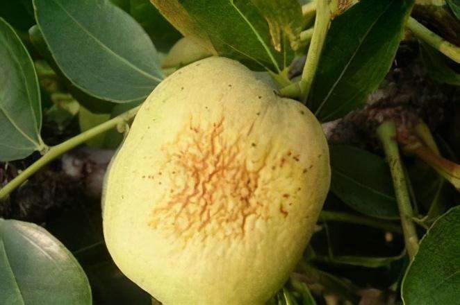 枣树缩果病危害果实了解发病规律综合防控最有效