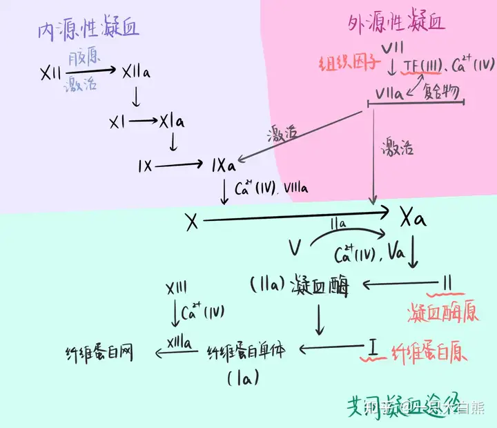 原酶（fiii）生成、凝血酶（fiia）生成以及纤维蛋白（fia）形成三个阶段。图 凝血途径2022.02.17凝血机制(四) 抗凝血系统在机体受到外界创伤后，止血