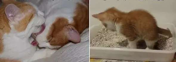 猫泛白细胞减少症 从症状和原因到预防和治疗 知乎
