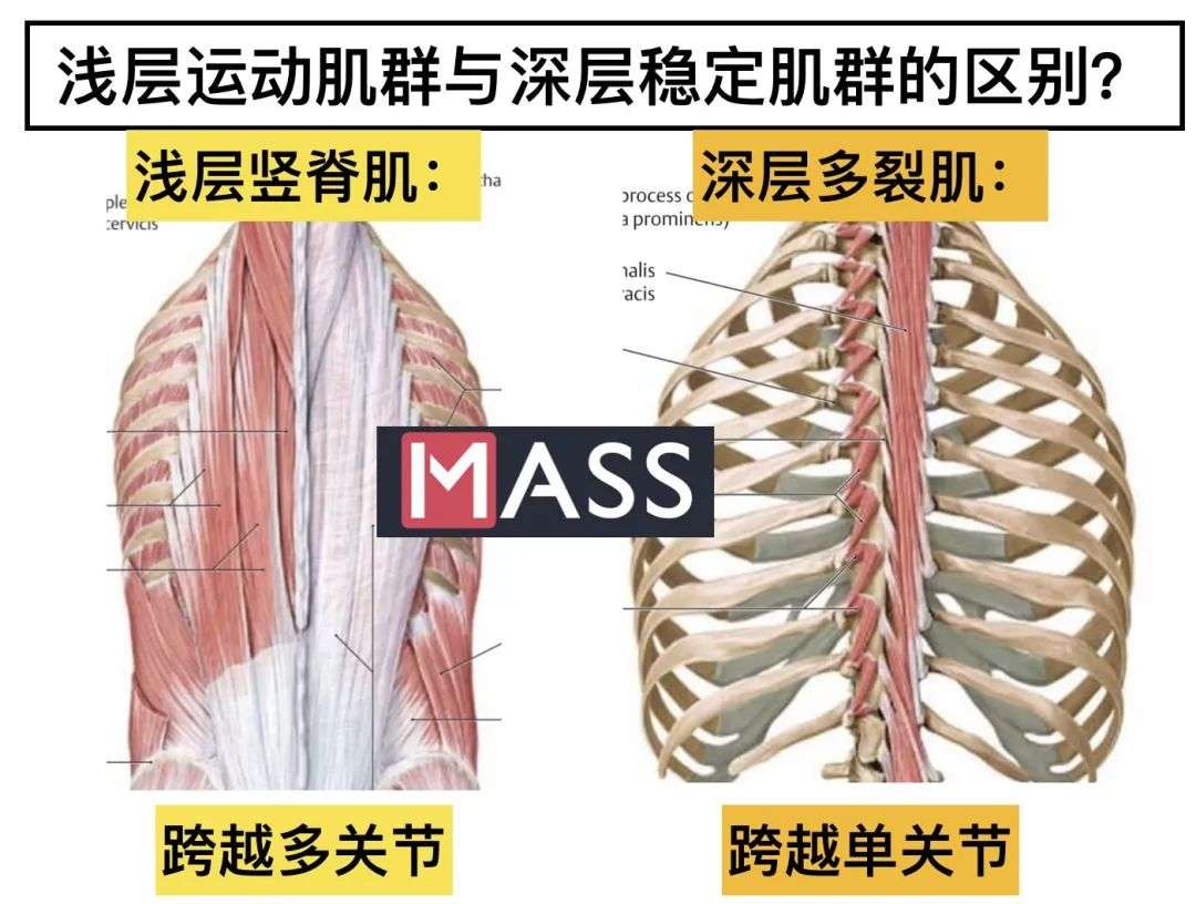 如何锻炼 减少腰痛 知乎