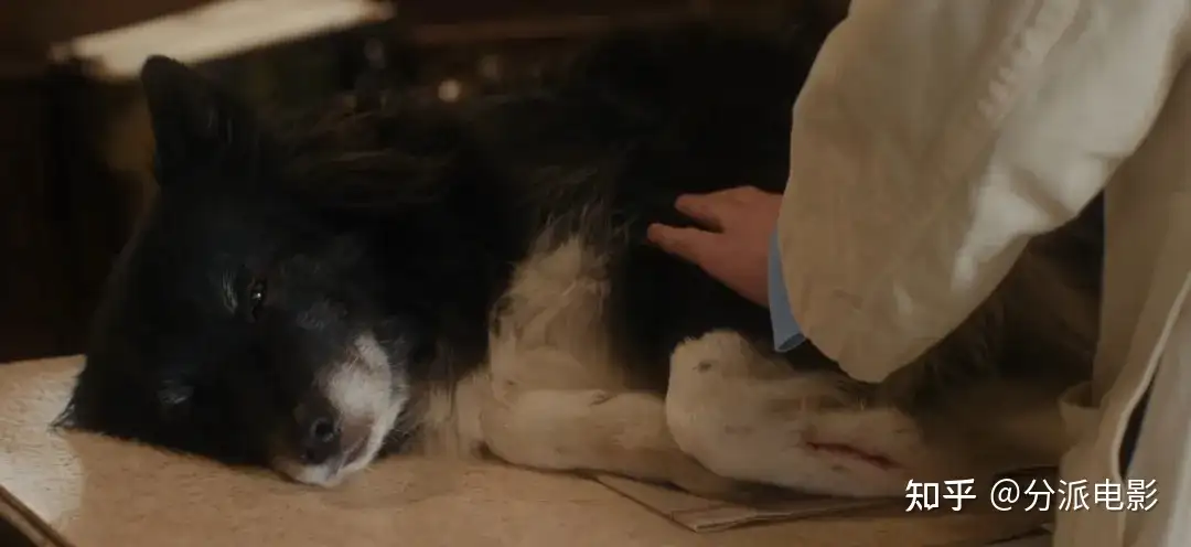 《万物生灵第六季》豆瓣9.4，秋季限定神剧回归！