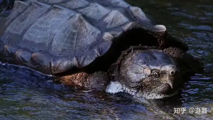 图片[2]-乌龟「腐甲」与「烂甲」详解-龟友之家
