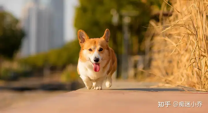 柯基“纯不纯”，主要看这几个地方，很多都是串串狗