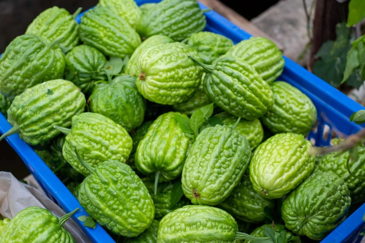 热爱的高度 的想法: 大顶苦瓜 | 立夏过后,日照增多,气温逐… - 知乎