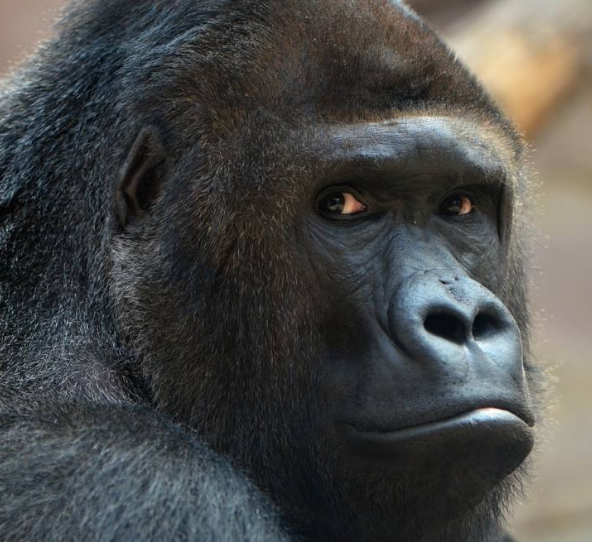 除了人类还有哪些动物大面积的露眼白为什么感觉只有人类这样