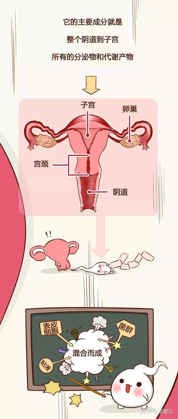 白带的形成过程图解图片