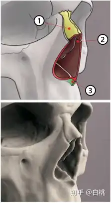【鼻前棘】是啥?