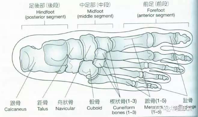 姿势 足踝部解剖 知乎