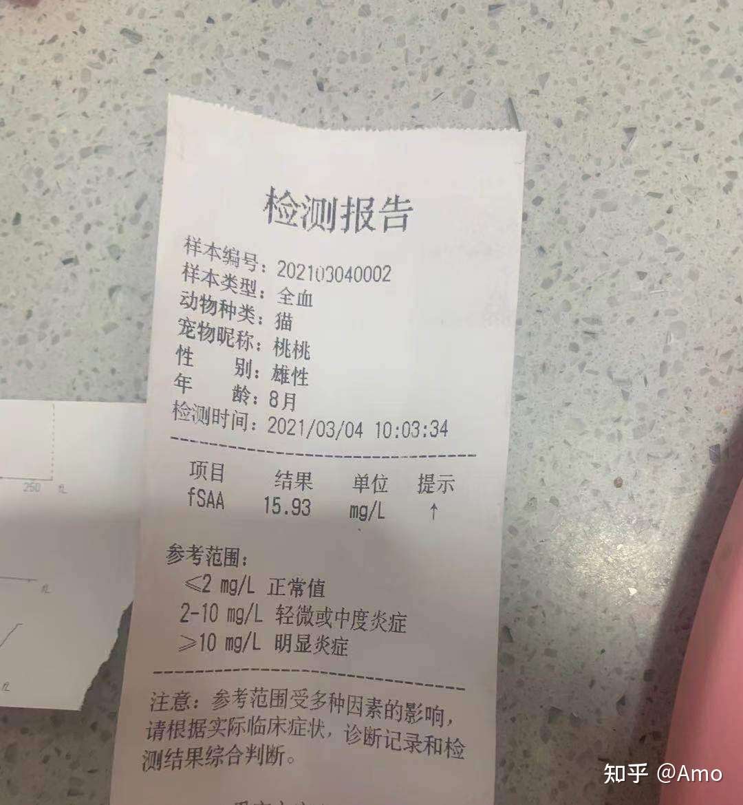 猫膀胱炎怎么办 知乎