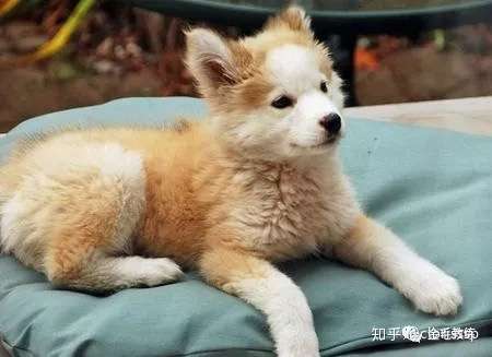 大部分如今的纯种宠物犬都是在近100年里,一步步从不同品种通过串筛选