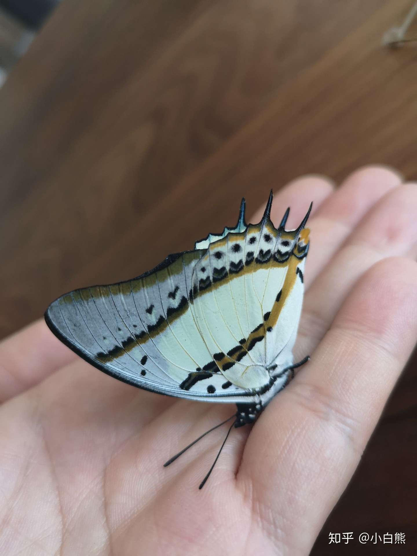 忘忧尾蛱蝶羽化补图 知乎