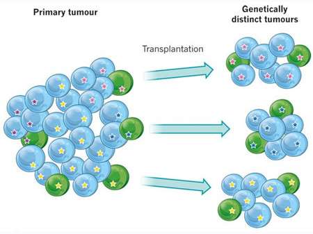 细胞增殖研究方法edu法细胞增殖检测介绍