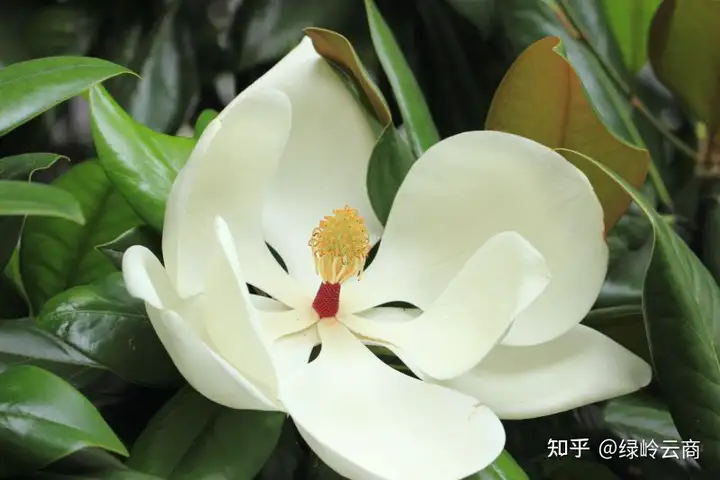 广玉兰的移栽及养护技巧
