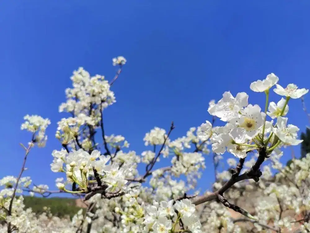 文学小说 无法悲伤 九二 梨花树下多风情 知乎 文学小说 无法悲伤 九二 梨花树下多风情 知乎