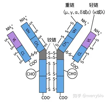 抗体分子的基本结构 