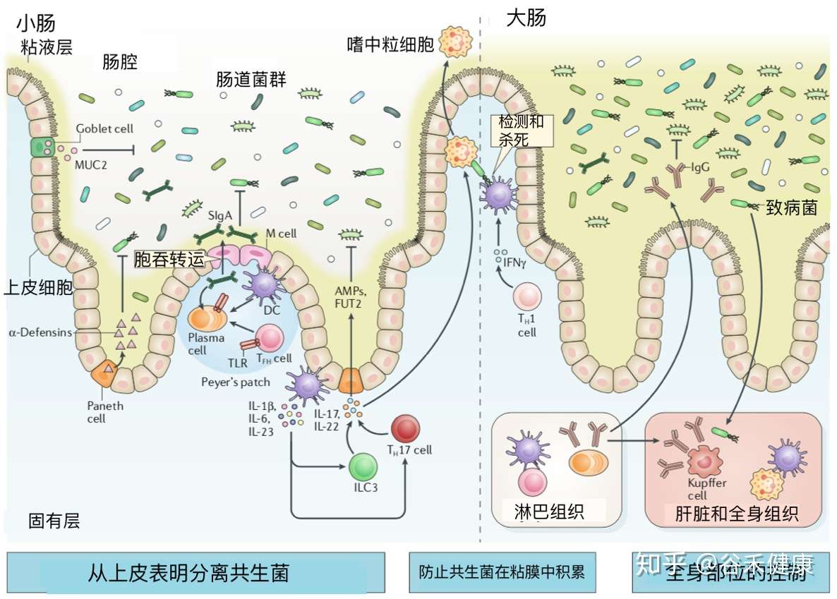 炎症性肠病中宿主与微生物群的相互作用 知乎