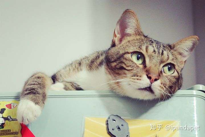 主子突然黏TT 主子也有分离焦虑? - 知乎