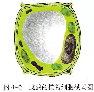 植物细胞半透膜图片