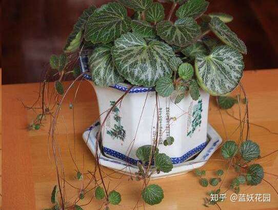 蓝妖 室内没光照就种着15种植物 各个颜值报表 关键还好养 知乎
