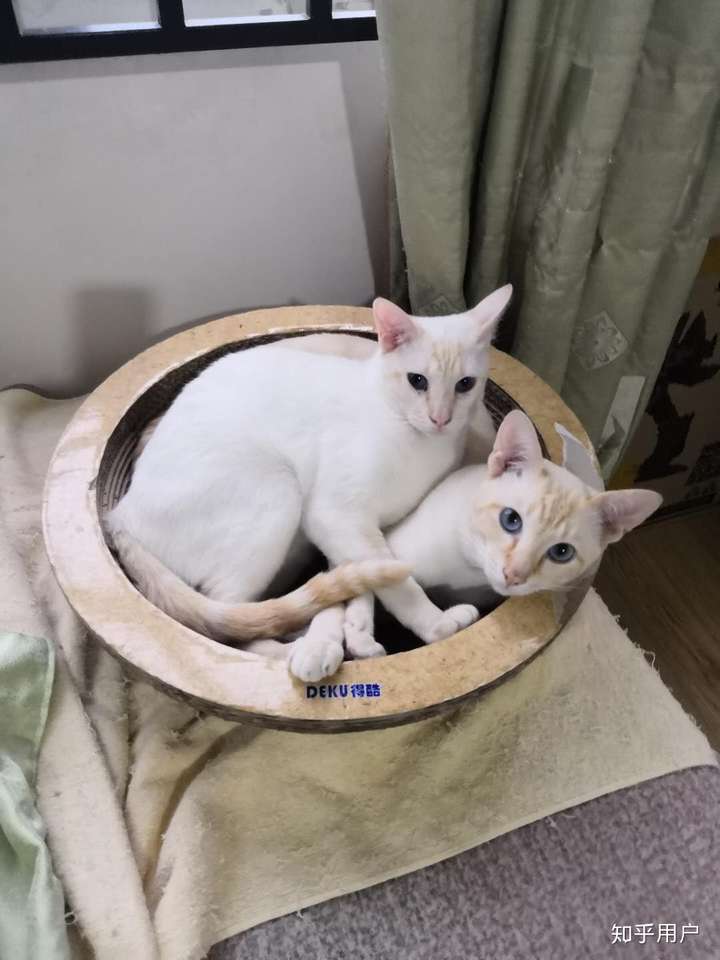 请问暹罗有这种纯白色的吗?