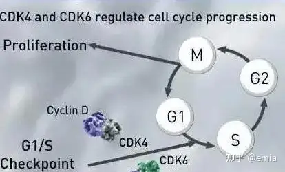 骨髓纖維化治療新靶點cdk6