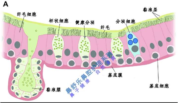 健康黏膜的腺体分布