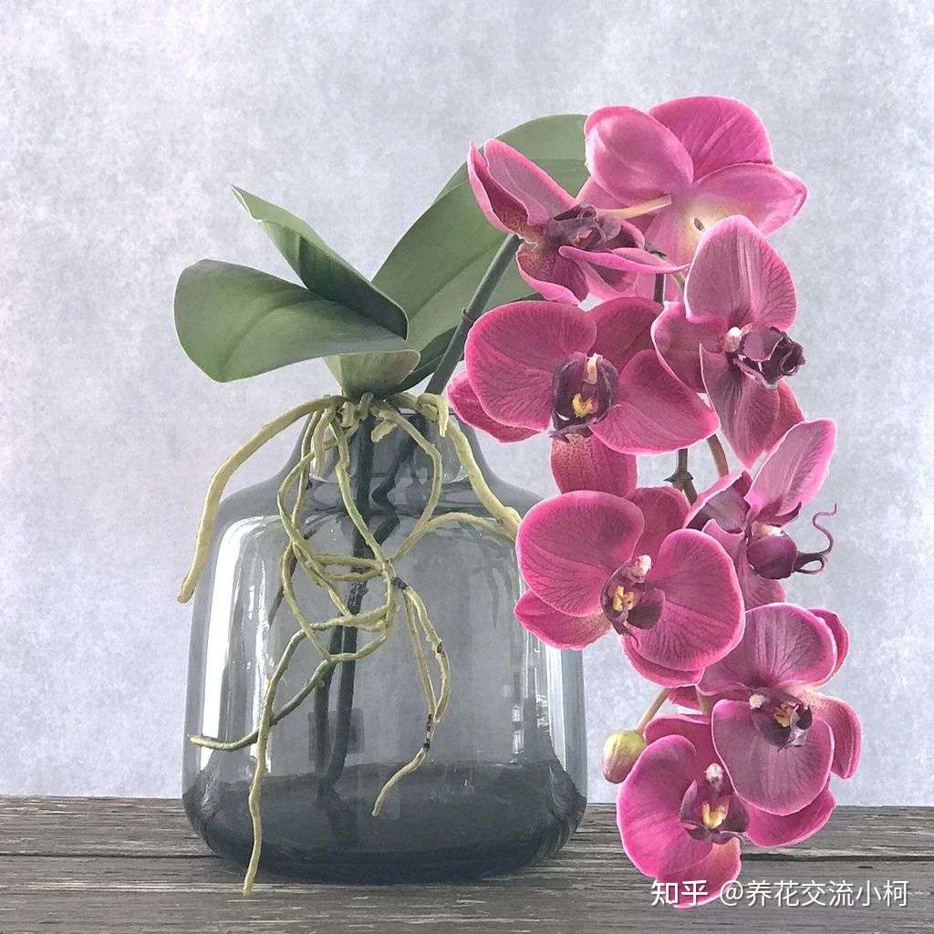 了解蝴蝶兰的一些基本常识 再不怕掉花苞 促进开花很容易 知乎