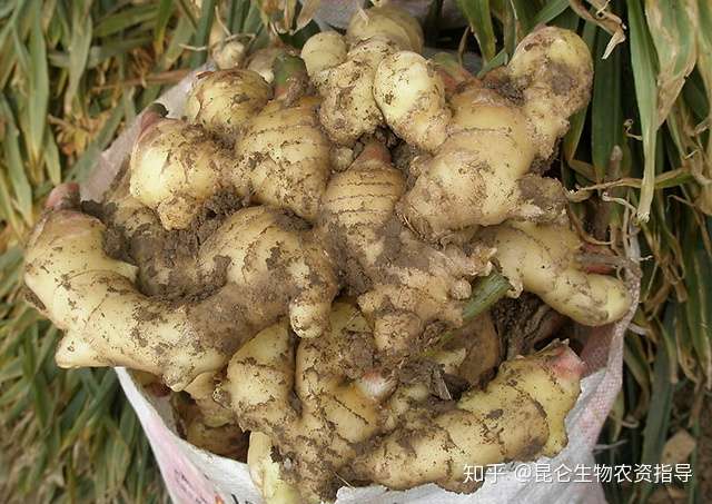 生姜枯萎黄萎施什么肥料好 生姜根腐病用什么水溶肥好 生姜土传病害专用肥 根小子 知乎