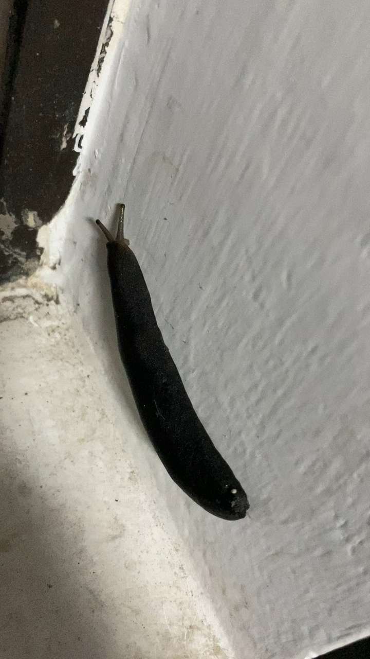 这个黑色软体双触角的是什么动物