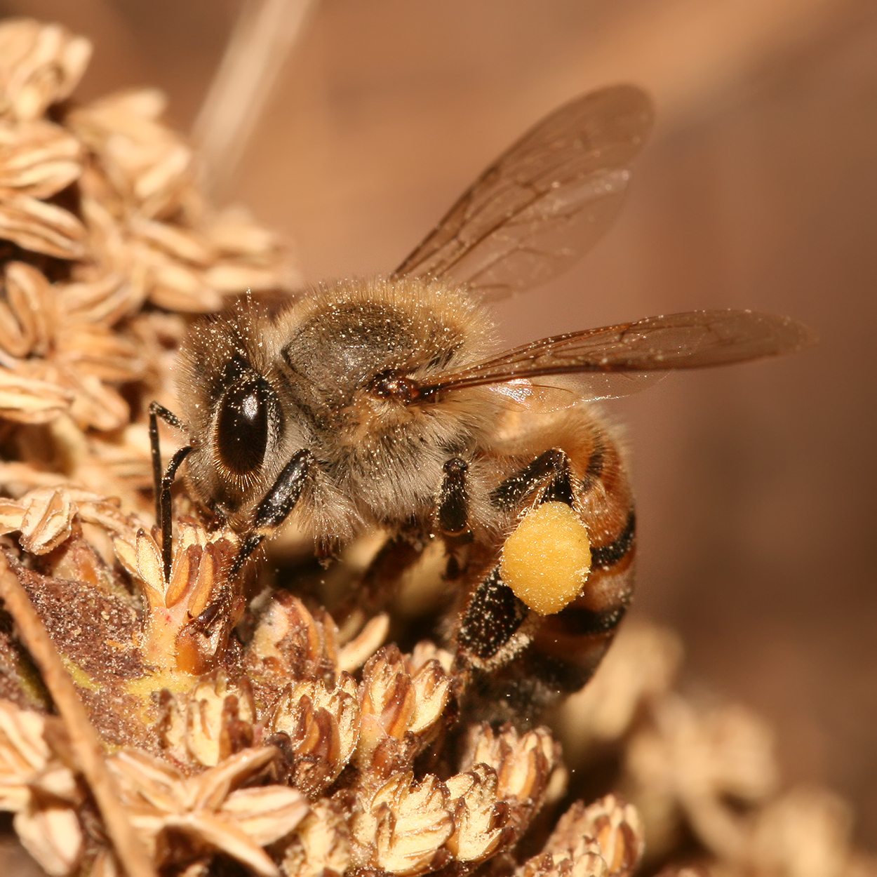 如何区分蜜蜂 胡蜂 黄蜂 马蜂 熊蜂以及那些长得像蜂的家伙 知乎