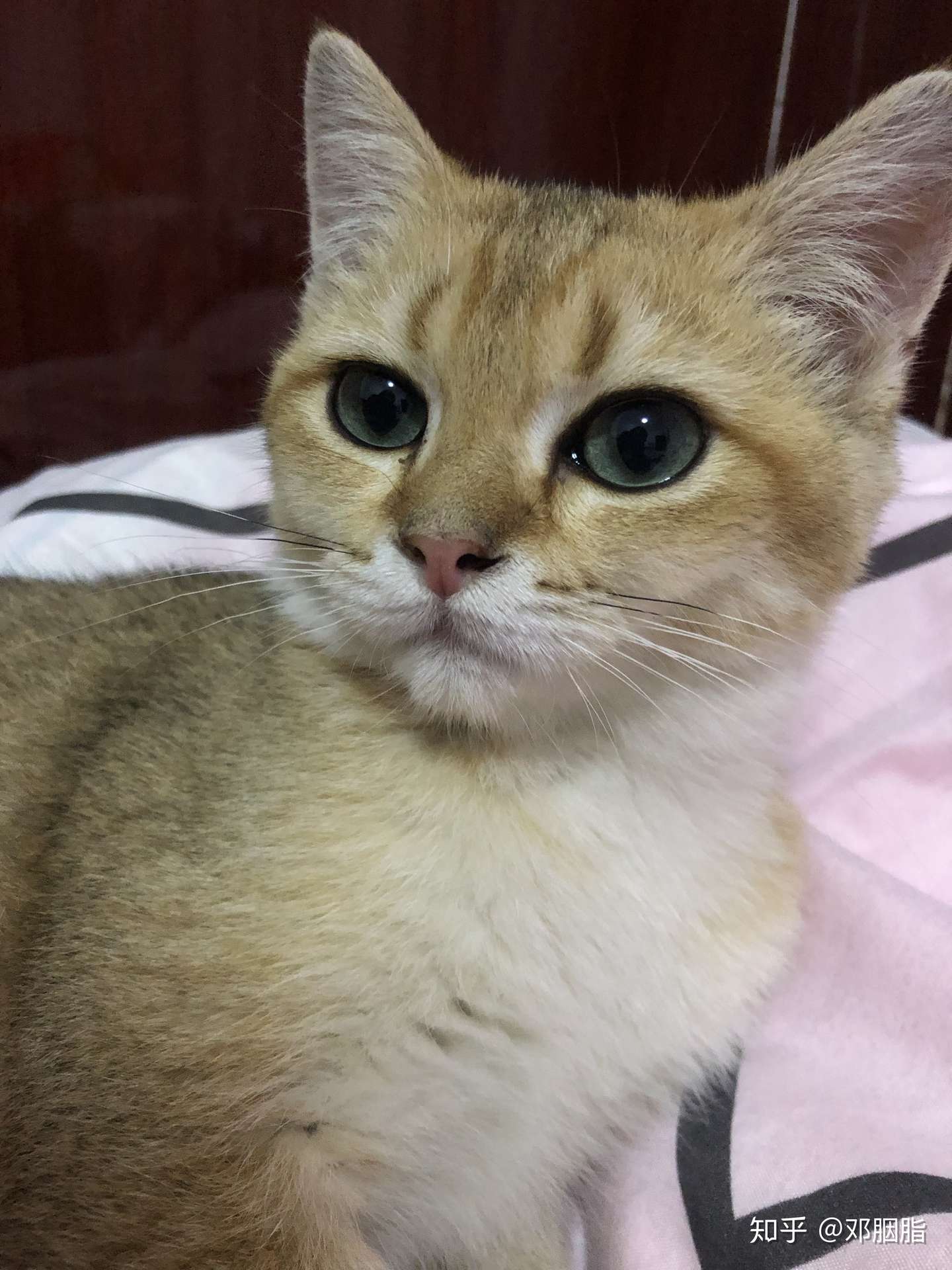 猫腹水一个月时间的坚持- 知乎