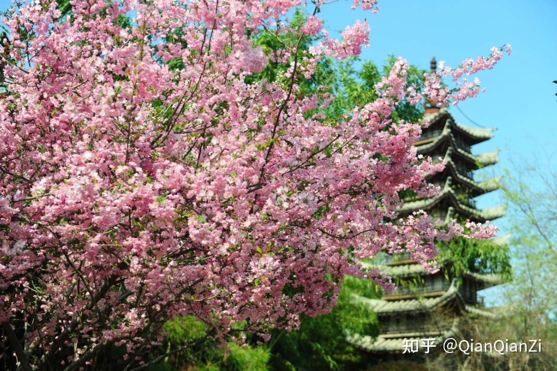 郑州绿博园问花节3 月27 日启幕 知乎