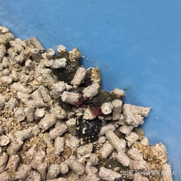 猫咪拉血便主要什么原因导致的- 知乎