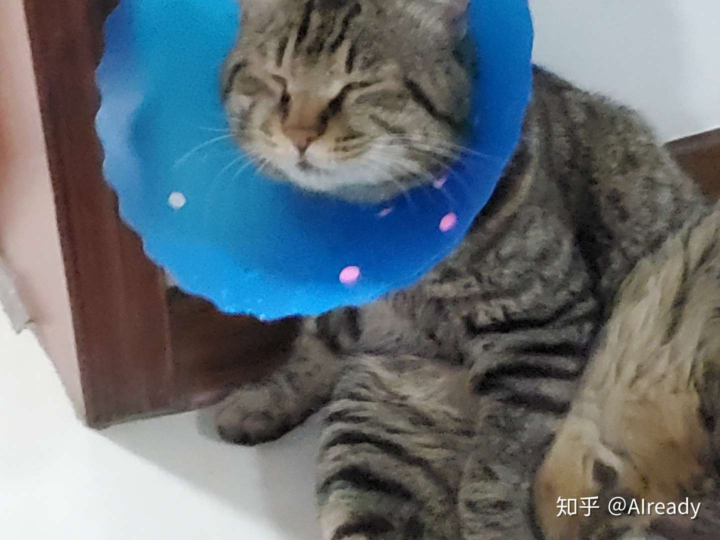 田园猫猫瘟治愈过程分享 知乎