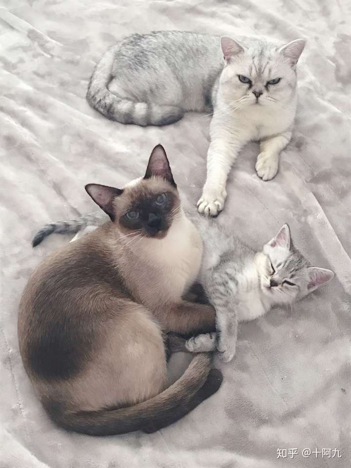 家里公英短和朋友家的暹罗配上了,真的只会生出黑色的猫吗?