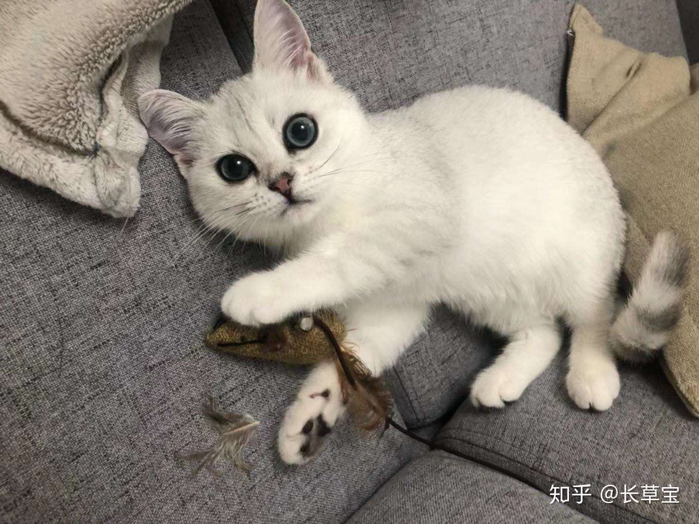 关于猫鼻支.死里逃生治疗心得- 知乎